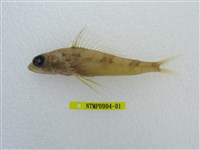 藏品(日本仙女魚)的圖片